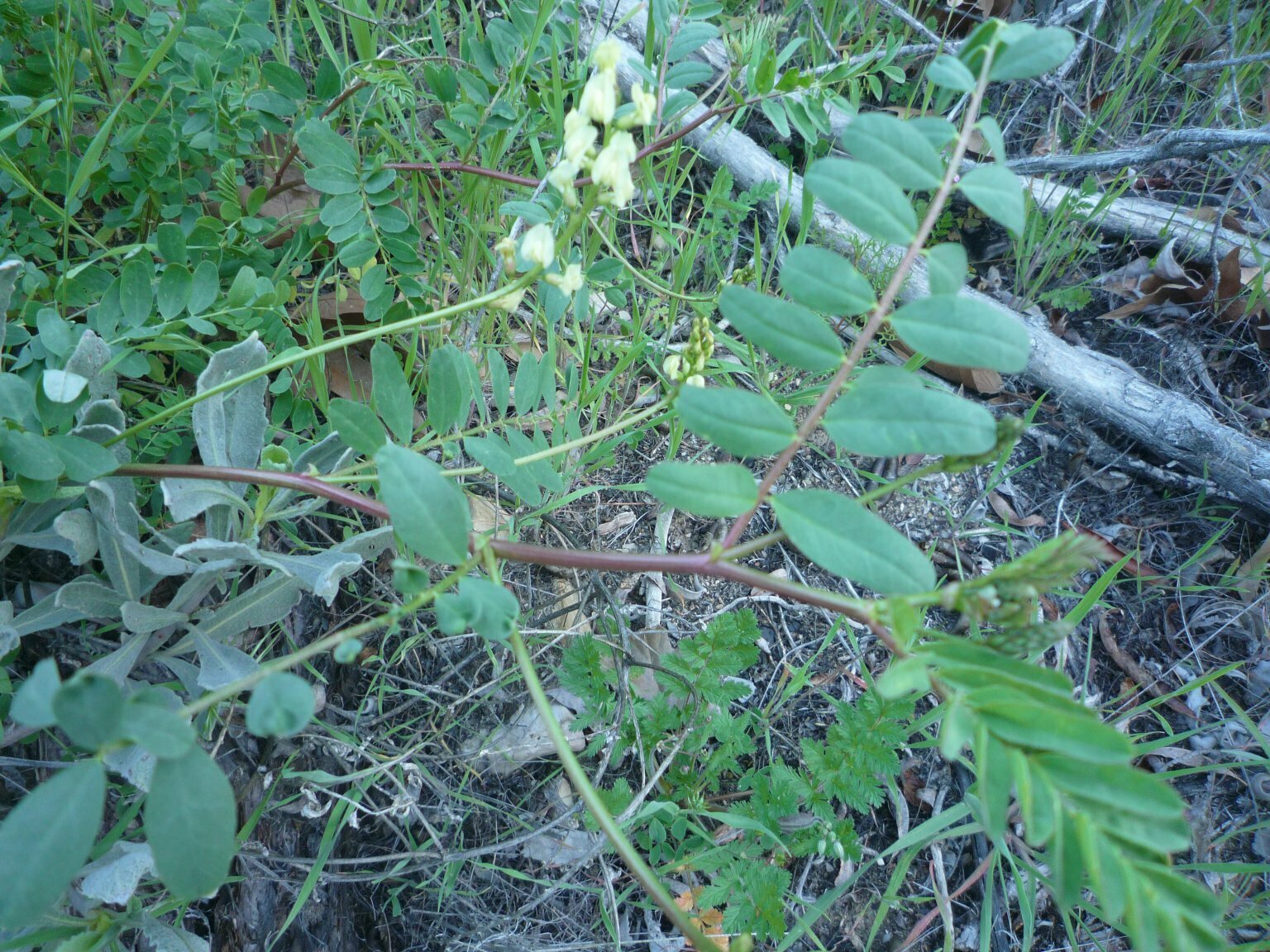 High Resolution Astragalus sp. Leaf